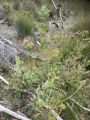 Leucadendron laxum