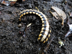 Nyssodesmus python