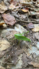 Amblycorypha oblongifolia