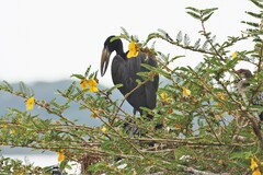 Anastomus lamelligerus