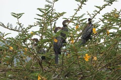 Microcarbo africanus