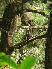 Hierococcyx pectoralis