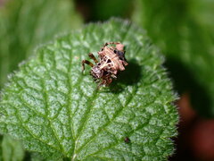 Acanthepeira