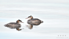 Podiceps cristatus