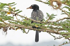 Microcarbo africanus