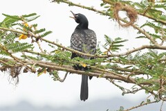 Microcarbo africanus