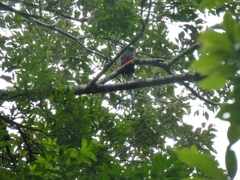 Pharomachrus mocinno