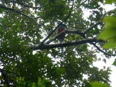 Pharomachrus mocinno