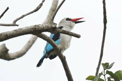 Halcyon senegalensis