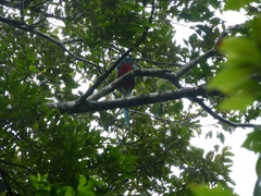 Pharomachrus mocinno