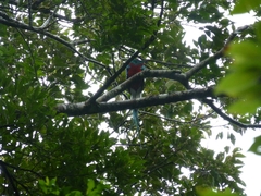 Pharomachrus mocinno