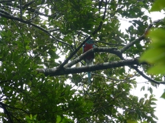 Pharomachrus mocinno