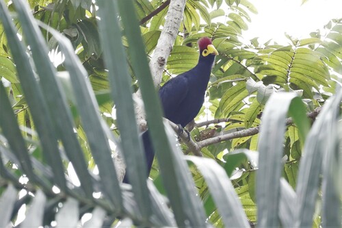 Ross's Turaco (Tauraco rossae), photo 8
