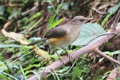 Turdus pelios centralis