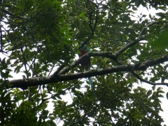 Pharomachrus mocinno