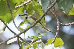 Merops albicollis