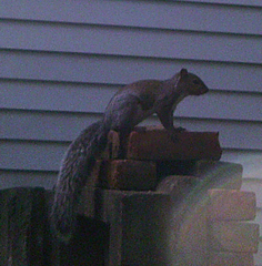 Sciurus carolinensis