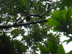 Pharomachrus mocinno