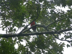 Pharomachrus mocinno