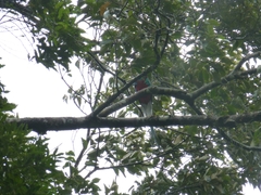 Pharomachrus mocinno