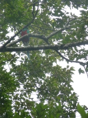 Pharomachrus mocinno