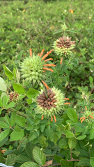 Leonotis nepetifolia