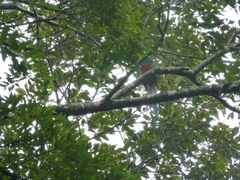 Pharomachrus mocinno