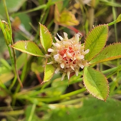 Trifolium glomeratum