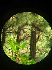 Hierococcyx pectoralis