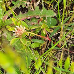 Trifolium glomeratum