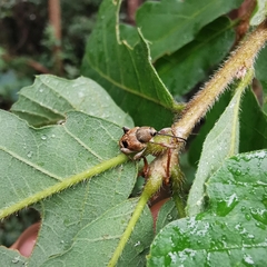Curculio bimaculatus