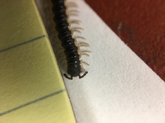 Asiomorpha coarctata