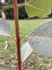 Tracheophyta