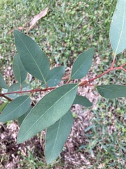 Tracheophyta