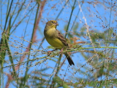Sicalis luteola chrysops