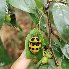 Poecilocoris druraei