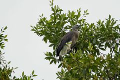 Haliaeetus ichthyaetus