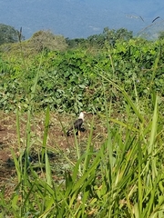 Caracara plancus cheriway