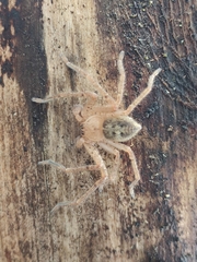 Olios