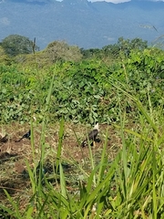 Caracara plancus cheriway