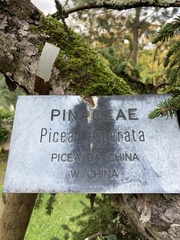 Picea asperata