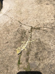 Urostrophus vautieri