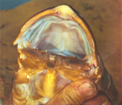 Lutjanus argentimaculatus