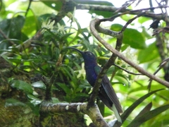 Campylopterus hemileucurus