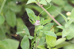 Epipagis forsythae
