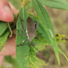Anoplocnemis