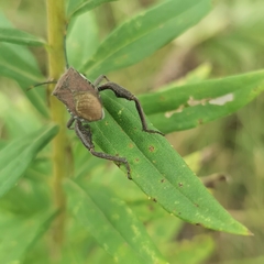 Anoplocnemis