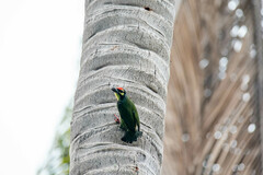 Psilopogon haemacephalus