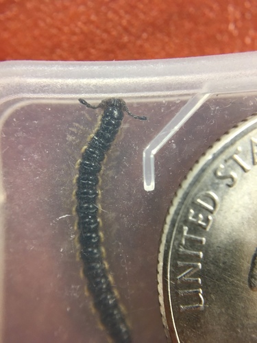 Long-flange Millipede photo 3