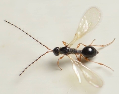 Trichopria verticillata